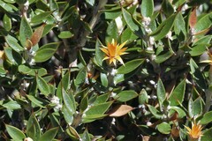 Chuquiraga avellanedae