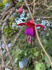 Fuchsia magellanica