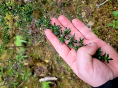 Coprosma pseudocuneata