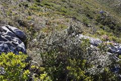 Tarchonanthus littoralis