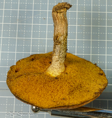 Suillus cothurnatus