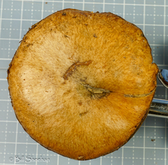 Suillus cothurnatus