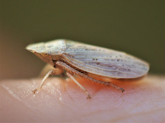 Prairiana