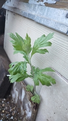 Artemisia suksdorfii