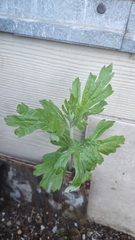 Artemisia suksdorfii