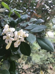 Murraya paniculata