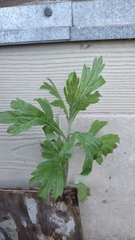 Artemisia suksdorfii