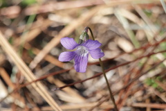 Viola septemloba
