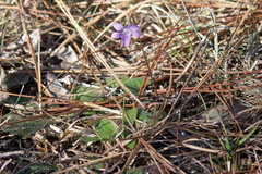Viola septemloba