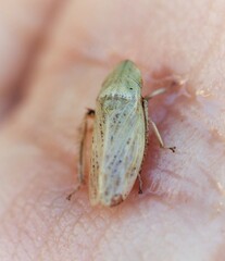 Prairiana