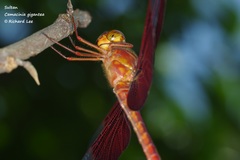 Camacinia gigantea