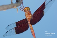 Camacinia gigantea