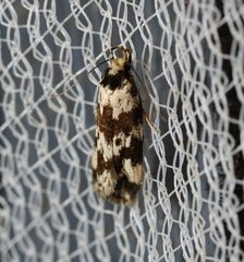 Barea confusella
