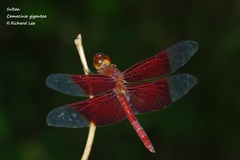 Camacinia gigantea