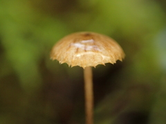 Crinipellis piceae