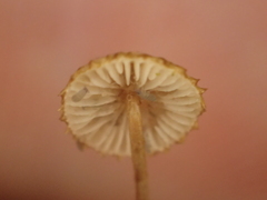 Crinipellis piceae
