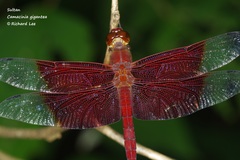 Camacinia gigantea