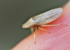 Prairiana