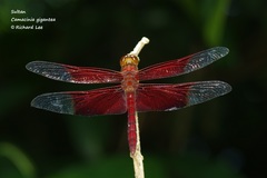 Camacinia gigantea