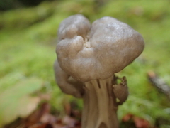 Helvella vespertina