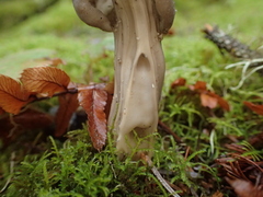 Helvella vespertina