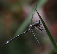 Eusynthemis brevistyla