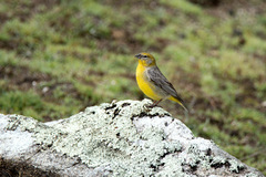 Sicalis uropygialis