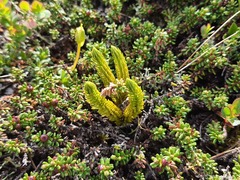 Huperzia appressa