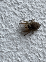 Maratus griseus