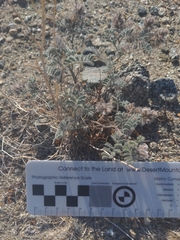 Dalea mollissima