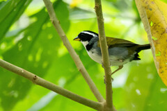 Arremon semitorquatus