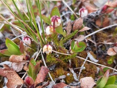Harrimanella hypnoides