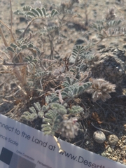 Dalea mollissima