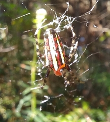Alpaida grayi
