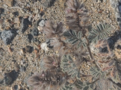 Dalea mollissima