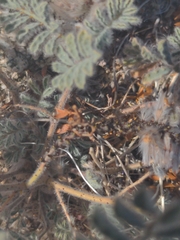 Dalea mollissima