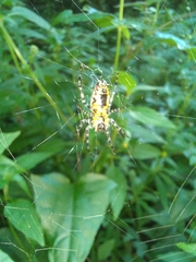 Alpaida grayi
