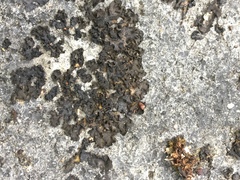 Lathagrium undulatum