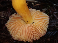 Hygrocybe laetissima