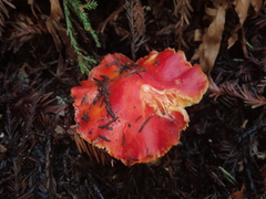 Hygrocybe laetissima