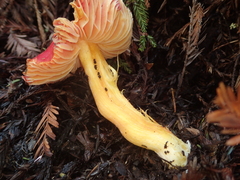 Hygrocybe laetissima