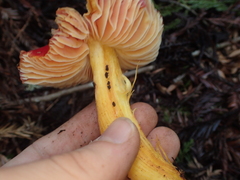 Hygrocybe laetissima