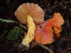 Hygrocybe laetissima