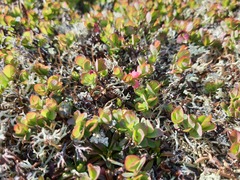 Vaccinium uliginosum