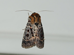 Proteuxoa sanguinipuncta