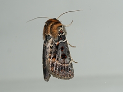Proteuxoa sanguinipuncta