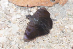 Pellicia costimacula