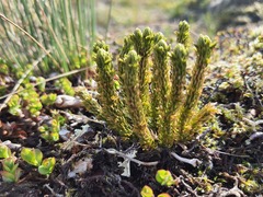 Huperzia appressa