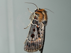 Proteuxoa sanguinipuncta