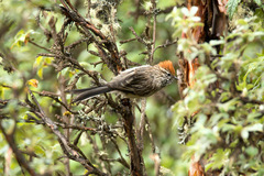 White-Browed Tit-Spinetail photo 1
